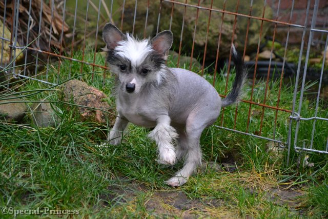 Puppy Glacee